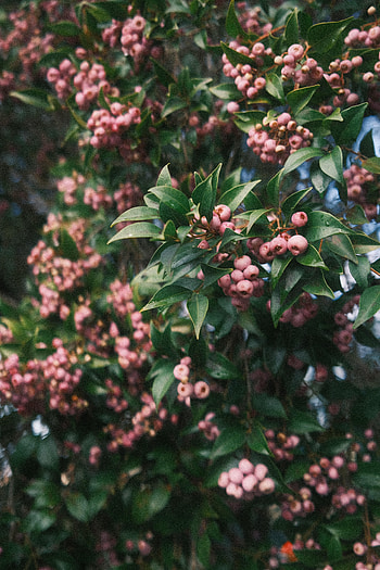 Nature, Leaves, Bush, Branch, Berry HD phone wallpaper