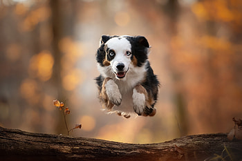 Dog, outdoor, portrait, Australian Shepherd HD wallpaper