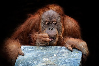 Orangutan , Wide range, Natural beauty, Wildlife sanctuary HD wallpaper
