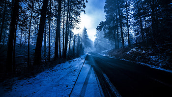 Forest Snowy Dark Evening , forest, snow, nature, evening HD wallpaper