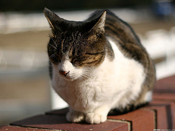 Sweet calico cat, animal, kitten, calico, cat, feline, pet HD wallpaper