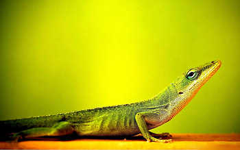 Lizard , Array of options, Reptile-themed backgrounds, displays HD wallpaper