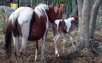 First Steps, Animals, First, Steps, Colt, Horses HD wallpaper