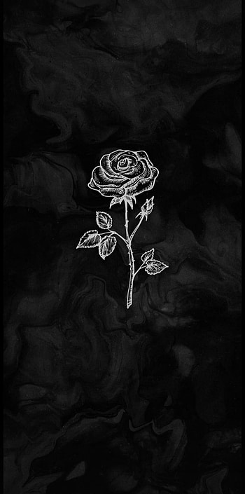 Rose, hybrid tea rose, flash graphy HD phone wallpaper