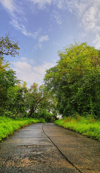 Morning Glory, Nature, Walk, Green HD phone wallpaper