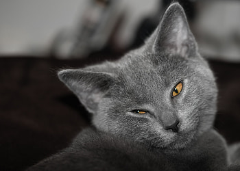 Chartreux Cat, Historical background, Feline charm, Mystical aura HD wallpaper