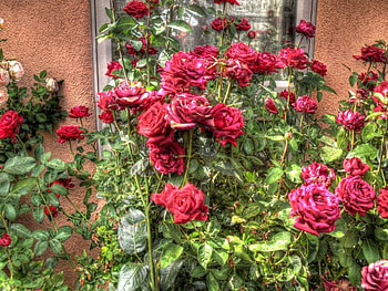 red roses, rose, red HD wallpaper