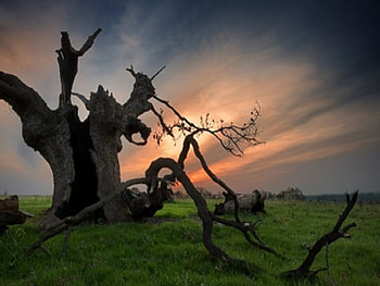 Struck By Lightening, trees, nature, plants, lightening HD wallpaper