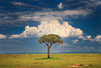Tree , Nature's beauty, Background , Serene landscape HD wallpaper