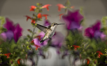 Animals, Flowers, Humming-Birds, Bird, Focus HD wallpaper