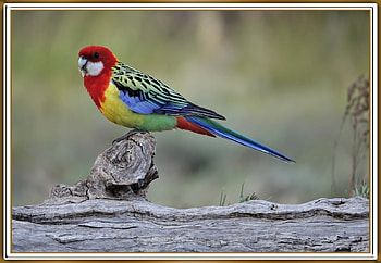 EASTERN ROSELLA, PRETTY, NATURE, , BIRD HD wallpaper