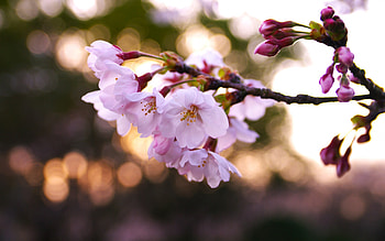 Plants, Flowers HD wallpaper