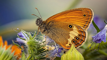 Butterfly, animal, nature, insect HD wallpaper