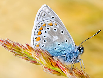 Butterflies, Insects HD wallpaper