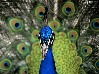true colors, colors, peacock, bird, animals HD wallpaper