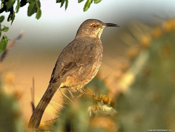 Thrasher, bird HD wallpaper