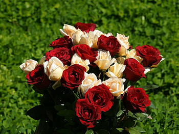 Plants, Flowers HD wallpaper
