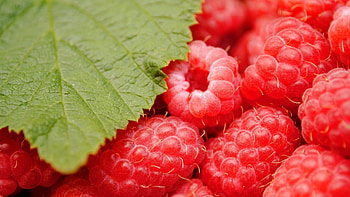 Plants, Food, Raspberry, Berries HD wallpaper