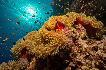 Underwater, Aquatic realm, Marine life, Oceanic wonders HD wallpaper