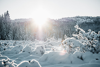 Landscape, Winter, Nature, Trees, Sun, Snow HD wallpaper