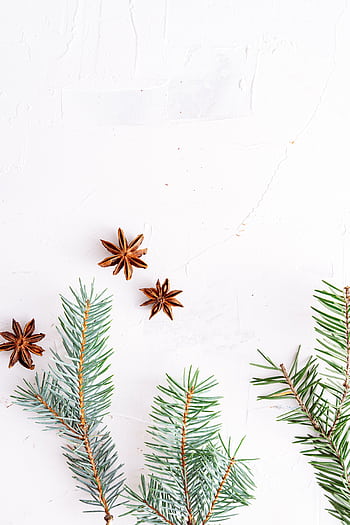 Minimalist festive featuring fir branches and star anise on a textured white background. HD phone wallpaper