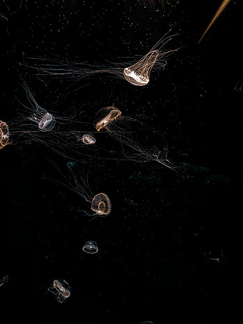 Animals, Jellyfish, Beautiful, Tentacle HD phone wallpaper