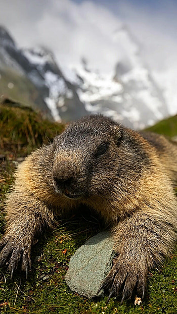 Happy Groundhog Day, Festive ideas, Joyful celebration, Groundhog-inspired activities HD phone wallpaper
