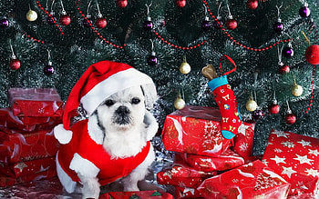 Holidays, New Year, Decorations, Dog, Christmas Tree, Presents, Gifts HD wallpaper