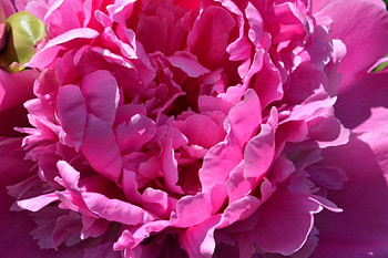 Pretty Pink Peonie, pink peonie, pretty peonie, pretty pink, pink flowers HD wallpaper