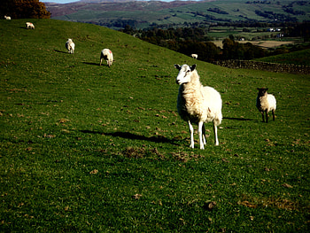 Confused sheep, confused, field, green, sheep HD wallpaper