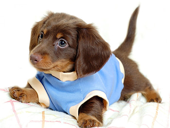 Animals, Dogs HD wallpaper