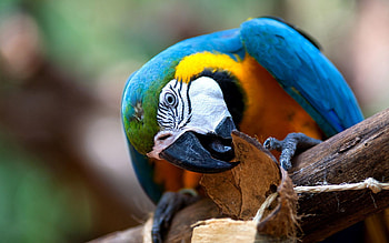 Animals, Parrots, Bird, Beak, Multicolored, Motley HD wallpaper
