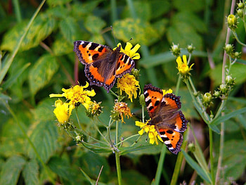 Butterflies, Flowers, Grass, Macro, Sit, Flight HD wallpaper