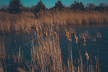 Nature, Grass, Swamp, Dry, Reeds HD wallpaper