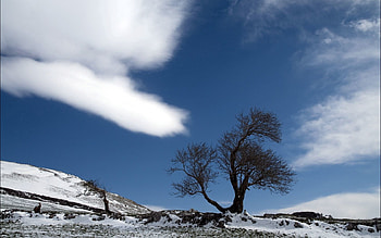 Nature, Snow, Wood, Tree, Land, Earth, Lonely, Cloud HD wallpaper
