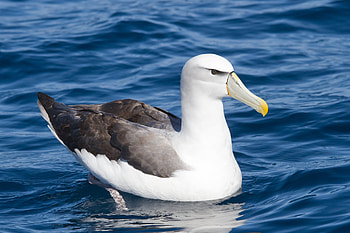 Vast open seas, Gliding through air, Beautiful feathered creature, Expert fisherman HD wallpaper