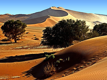 SUN SHADE OVER DESERT, sunny, desert beauty, alone, trees, hot, desert HD wallpaper