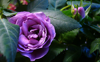 Flowers, Flower, Rose Flower, Rose, Petals, Close-Up, Greens HD wallpaper