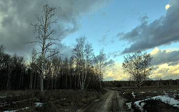 Nature, Snow, Birches, Road, Grey, Evening, Spring HD wallpaper