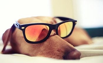 Animals, Reflection, Dog, Muzzle, Sunglasses HD wallpaper