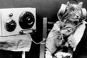 Music cat, blackandwhite, music, heads, Harry Whittier s, cute, cat, vintage HD wallpaper
