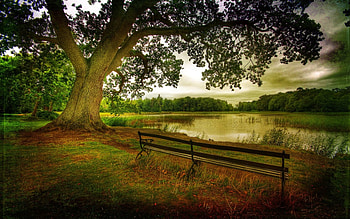 A quiet place, trees, river, nature, green HD wallpaper