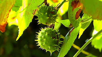 Chestnut Tree, Green chesnut, Scenic beauty, Peakpx HD wallpaper