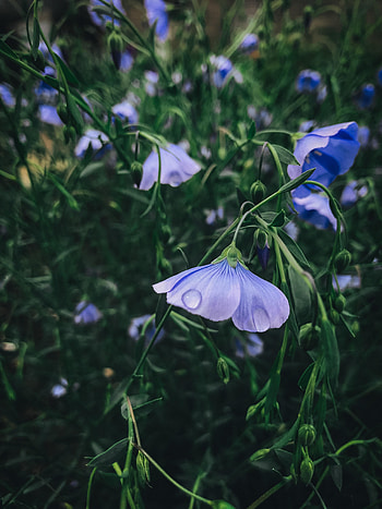 Flowers, Water, Drops, Petals, Dew HD phone wallpaper