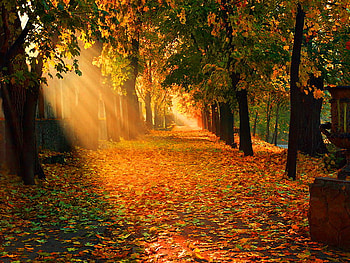 Light in the forest darkness, sunbeam, darkness, light, ray of light, forest HD wallpaper
