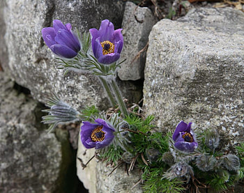 pulsatilla, blue, pasque, flower HD wallpaper
