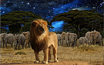 Animals, Lions HD wallpaper