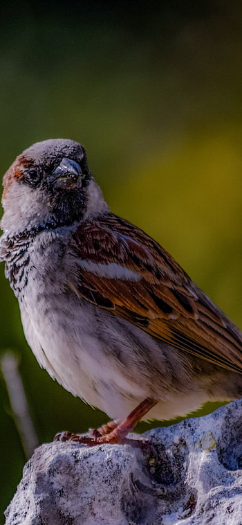 Portrayed sparrow, Avian , , Perfect capture HD phone wallpaper
