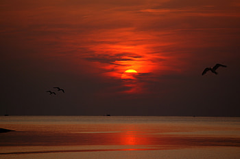 Sunset Dusk Dawn Evening Sun Birds Flying, sunset, evening, birds, flying, nature, dusk, dawn HD wallpaper