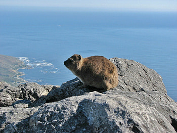 CAPE VIEW, sea, africa, oceans, hyrax, wildlife, mountains, rocks HD wallpaper